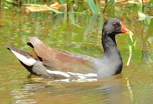 Хажилгат ханчир